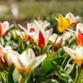 Mieszanka tulipanów 'Kaufmanniana Mixed'