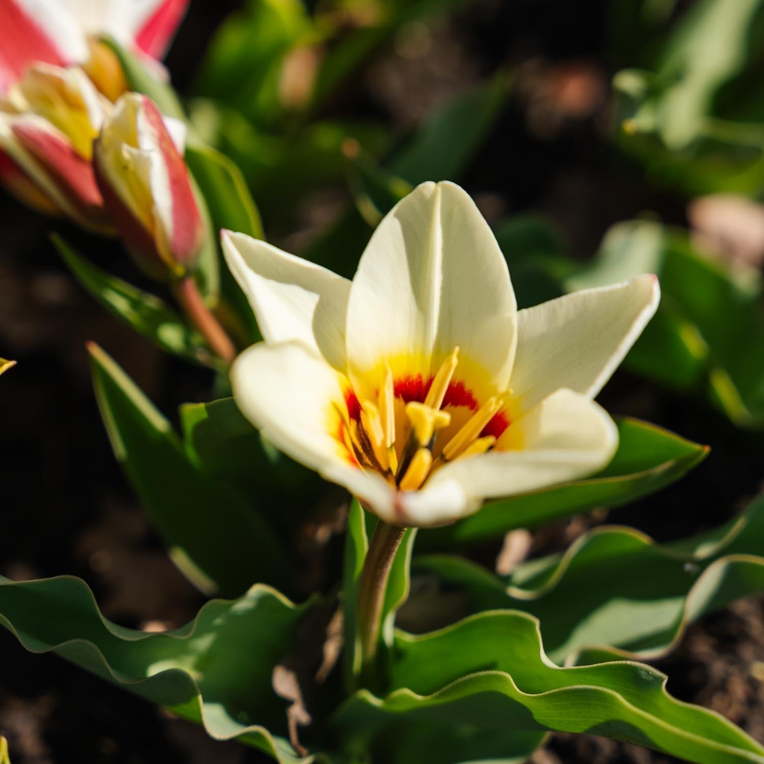 Mieszanka tulipanów 'Kaufmanniana Mixed'