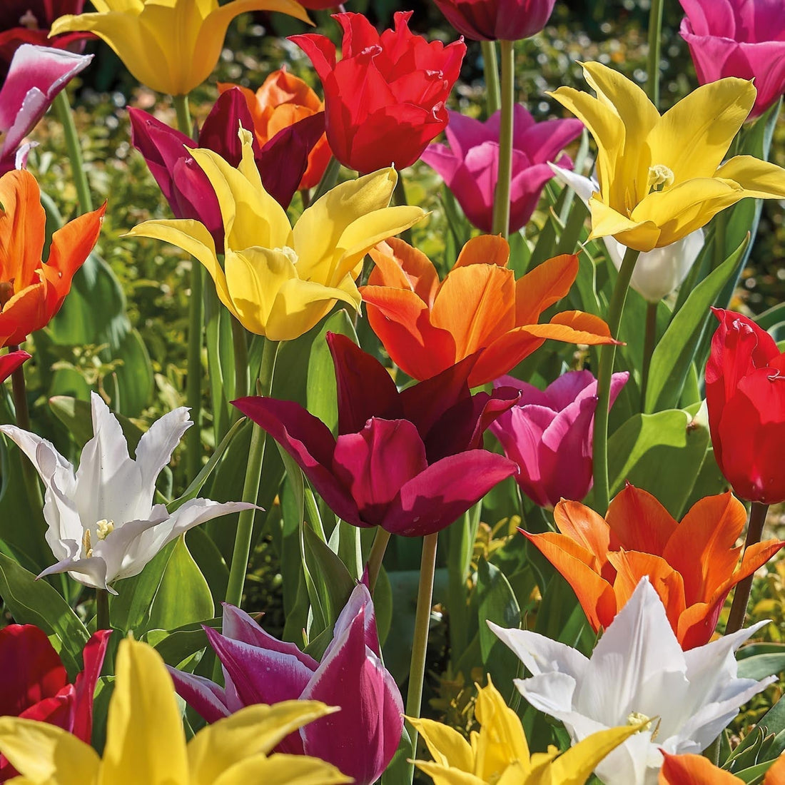 Mieszanka tulipanów 'Lily Flowering Mixed'
