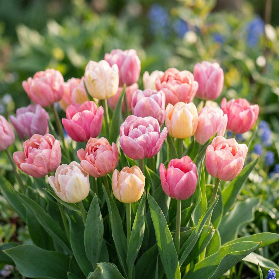 Mieszanka tulipanów 'Lovely Wedding Bouquet Mix'