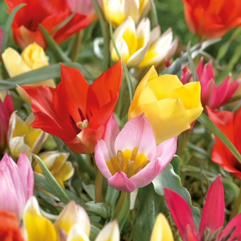 Mieszanka tulipanów 'Miniature Mixed'