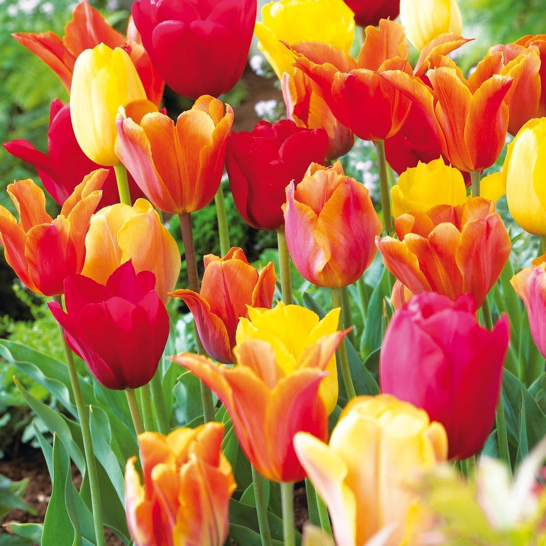 Mieszanka tulipanów 'Orange Mixed'