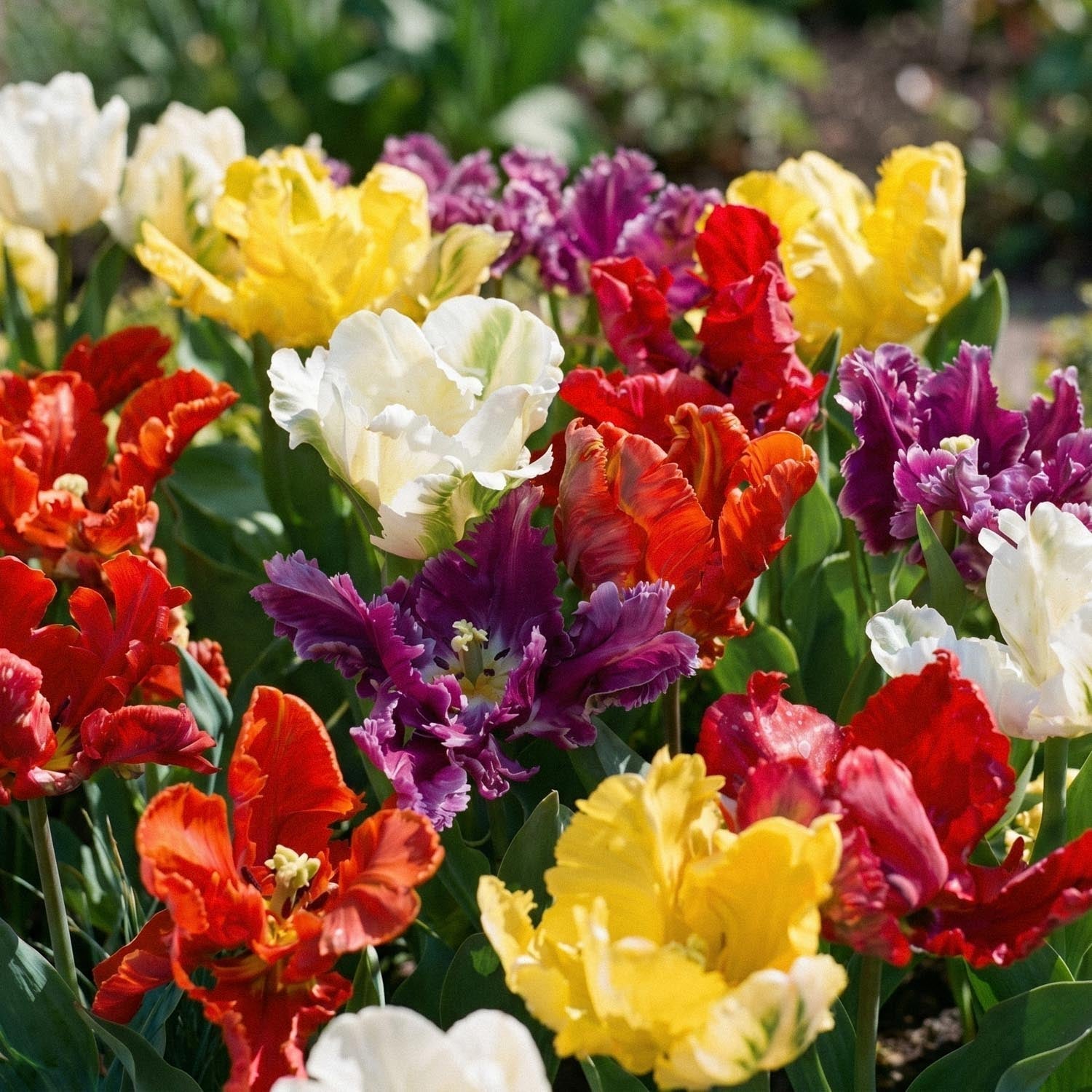 Mieszanka tulipanów 'Parrot Mixed'