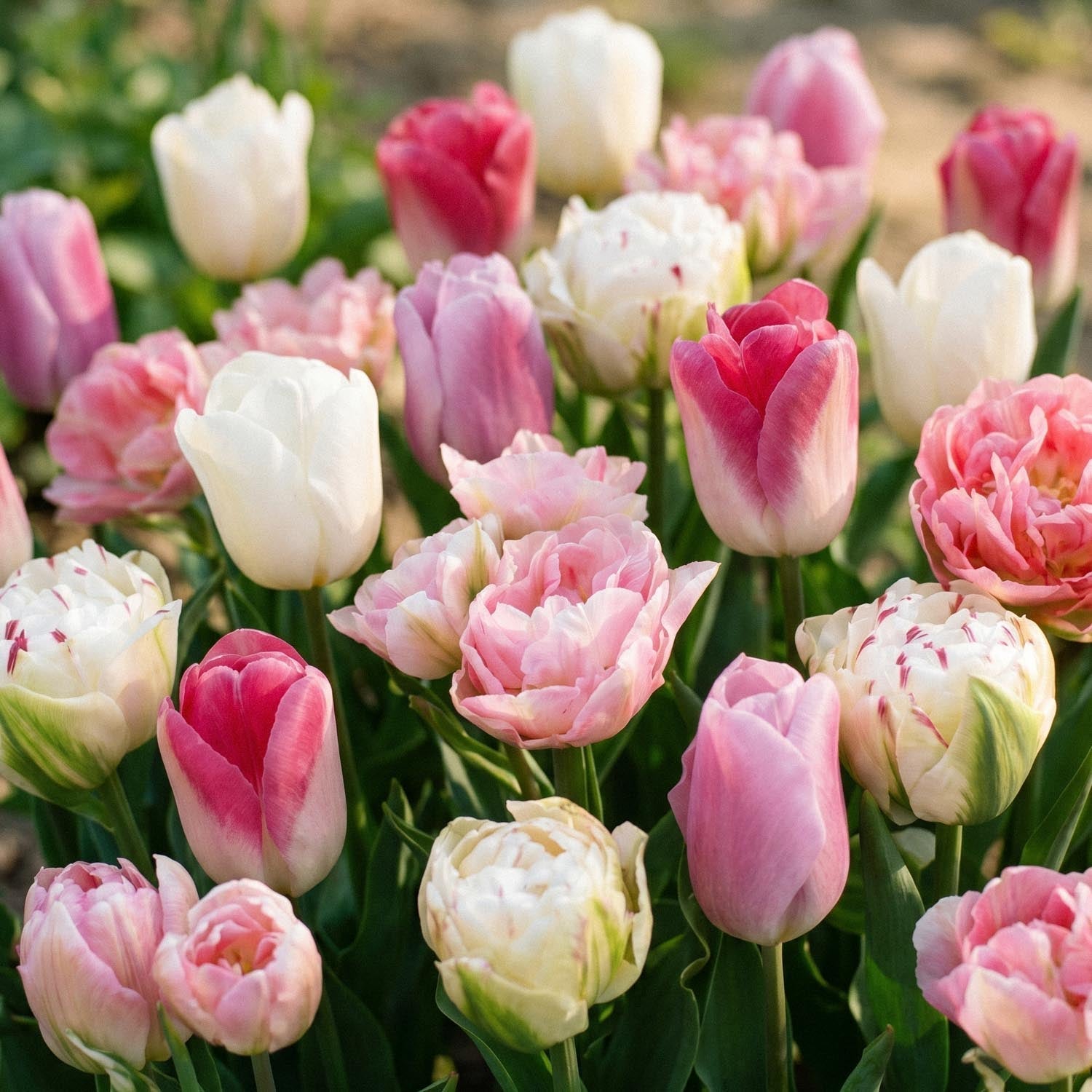Mieszanka tulipanów 'Pink White Mixed'