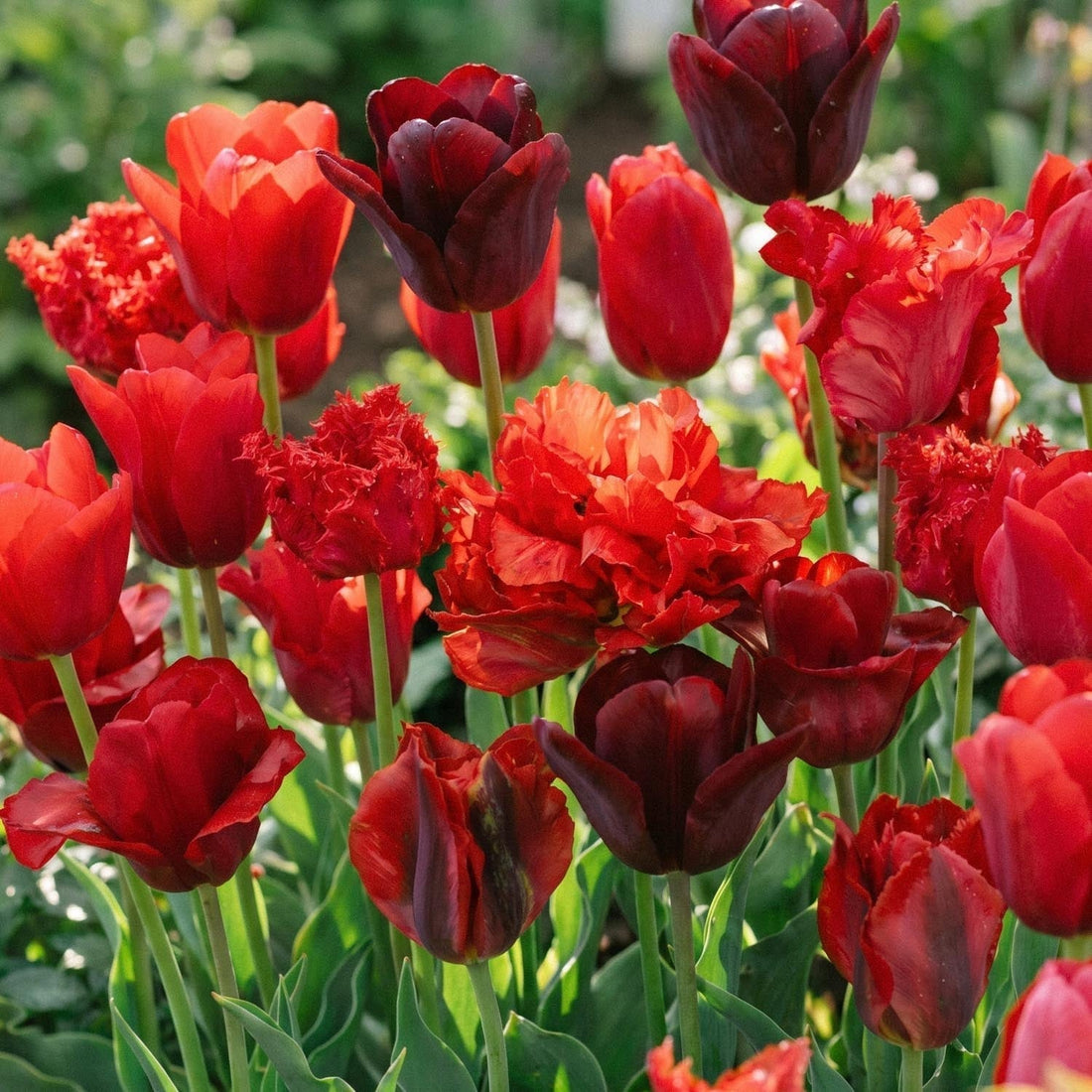 Mieszanka tulipanów 'Red Mixed'