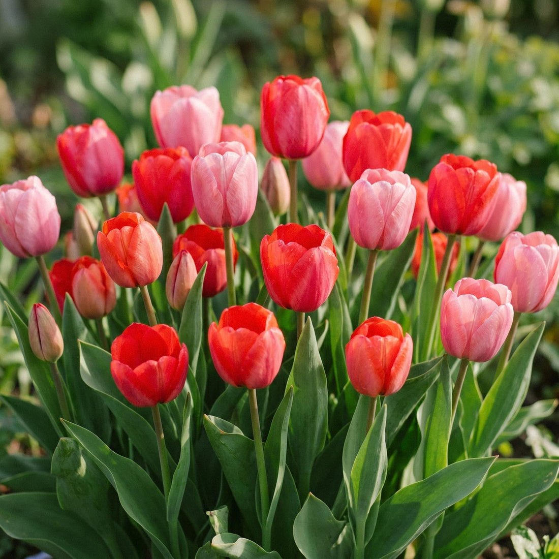 Mieszanka tulipanów 'Red & Rosé Bouquet Mix'
