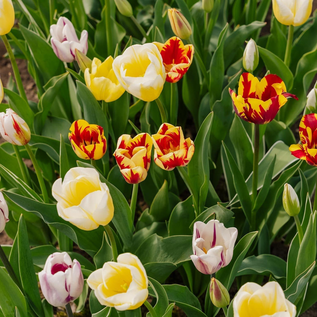 Mieszanka tulipanów 'Rembrandt Mixed'