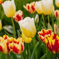 Mieszanka tulipanów 'Rembrandt Mixed'