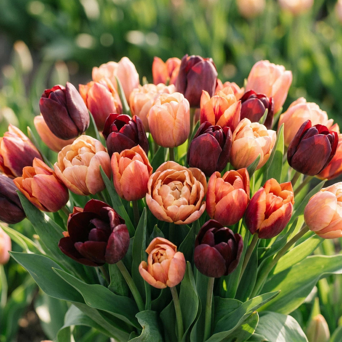 Mieszanka tulipanów 'Sassy Bouquet Mix'