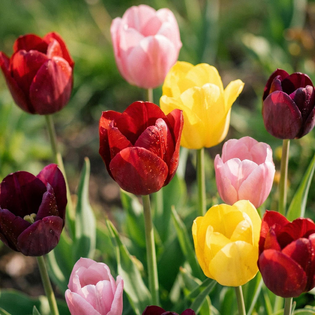 Mieszanka tulipanów 'Single Late Combi' Mixed