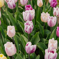 Mieszanka tulipanów 'Triumph Flag Mixed'