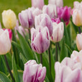 Mieszanka tulipanów 'Triumph Flag Mixed'