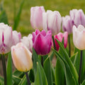 Mieszanka tulipanów 'Triumph Flag Mixed'