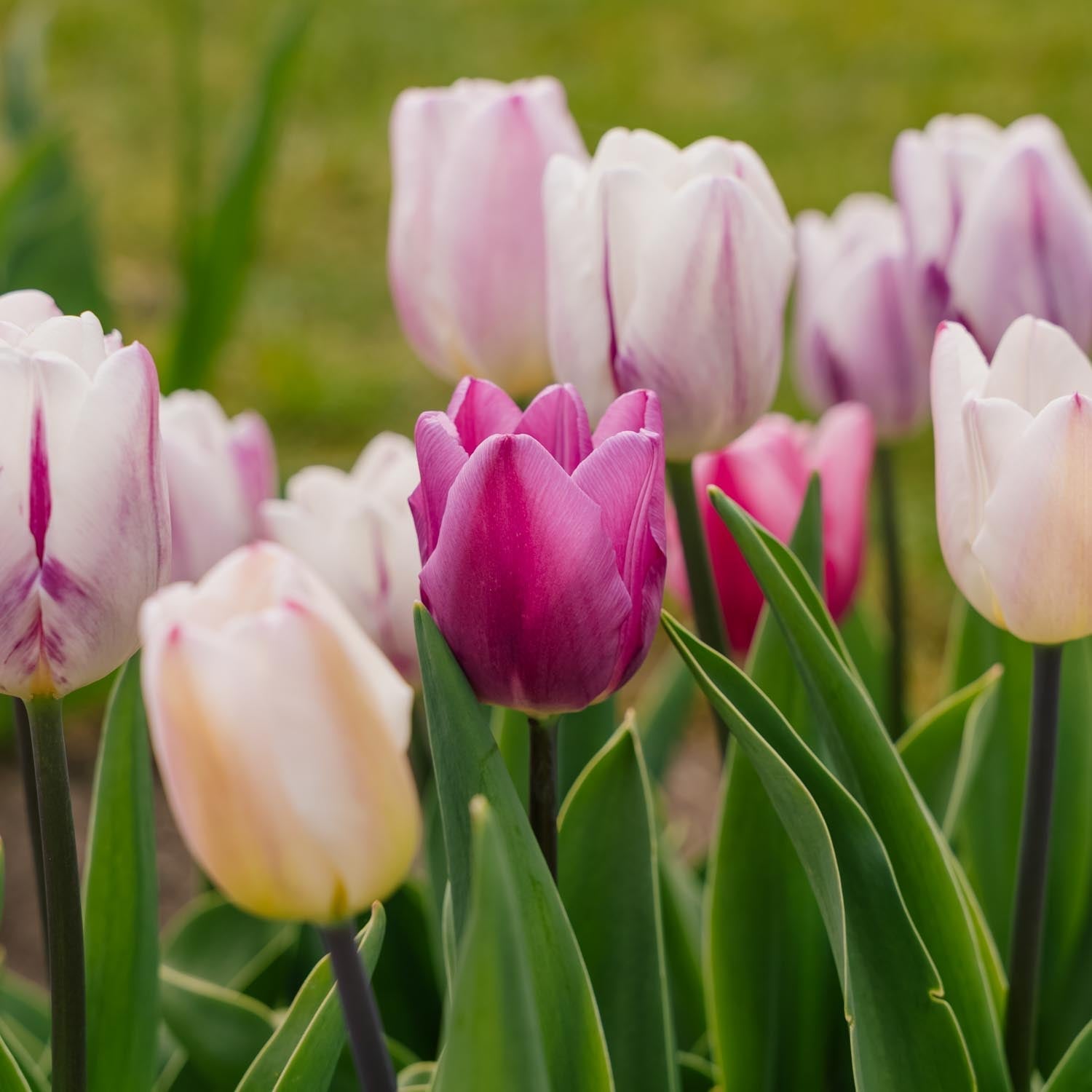 Mieszanka tulipanów 'Triumph Flag Mixed'