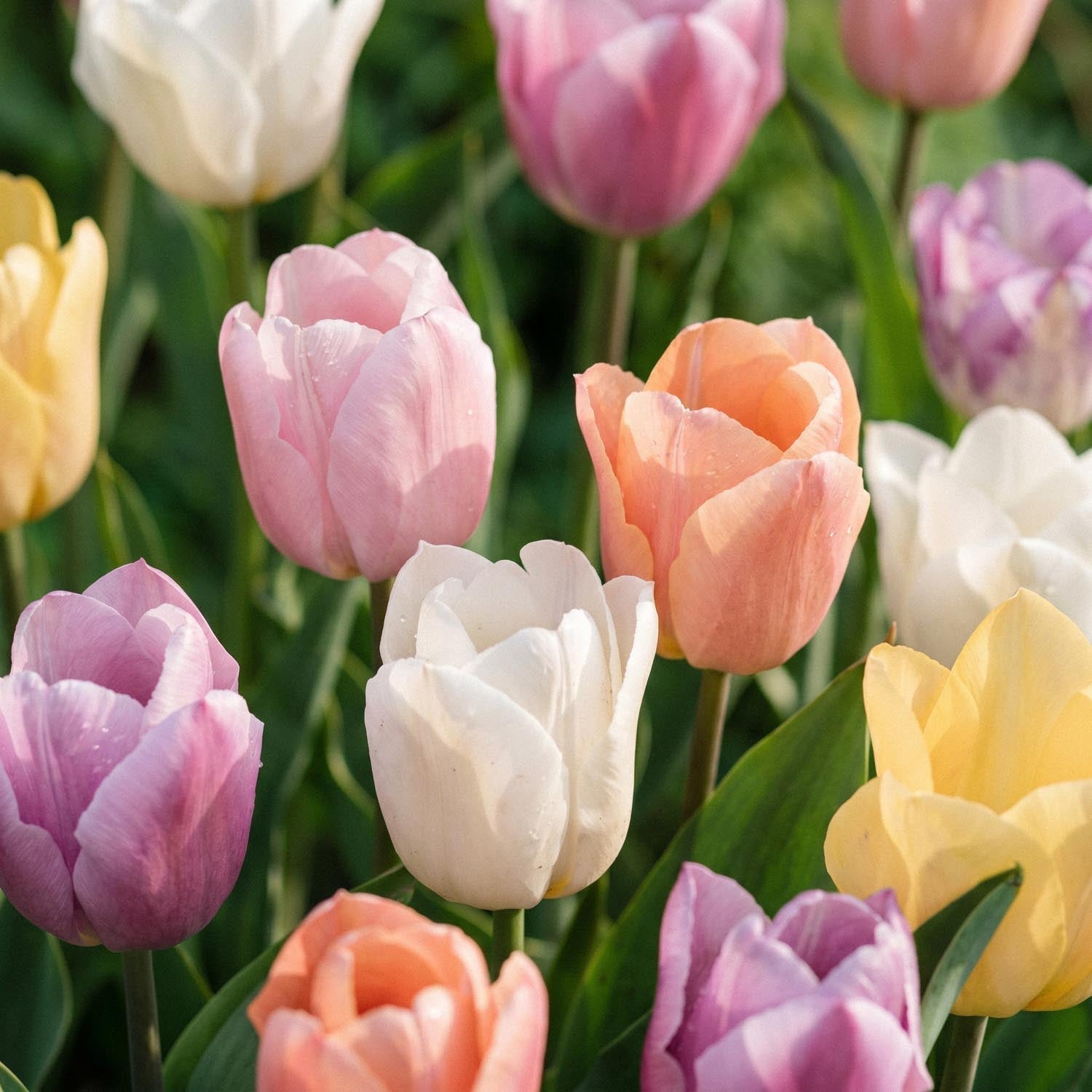 Mieszanka tulipanów 'Triumph Pastel Mix'