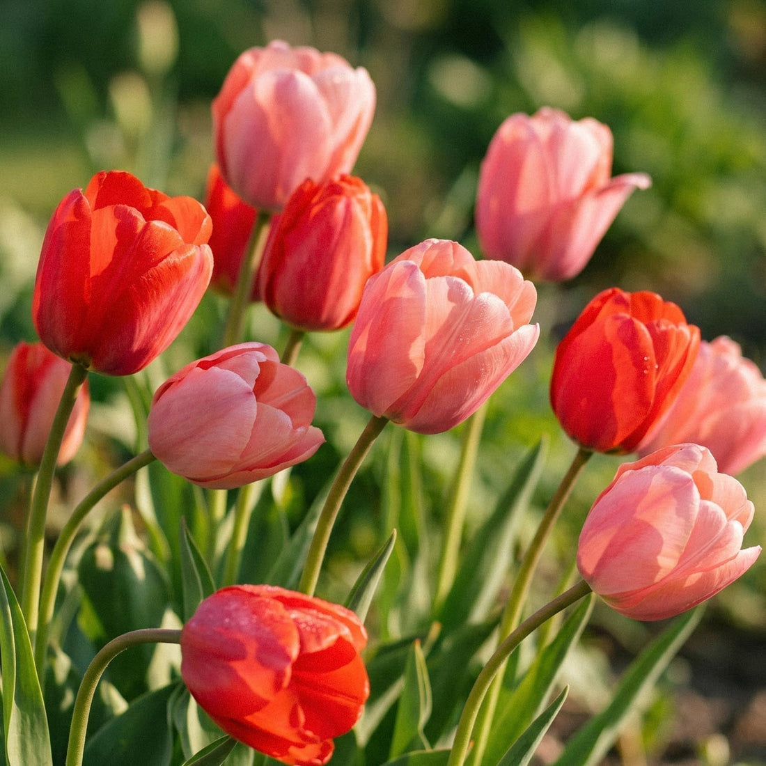 Mieszanka tulipanów 'Van Eijk Mixed'