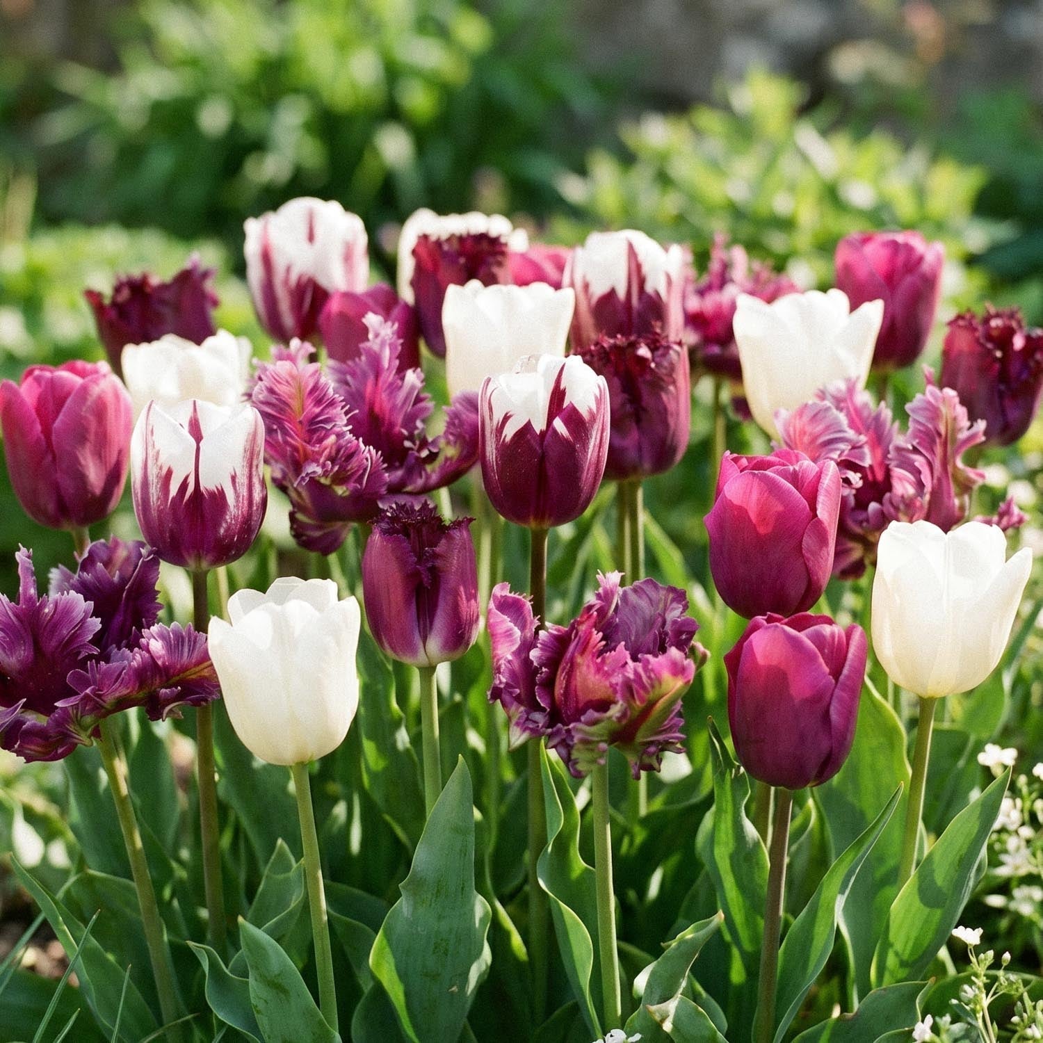 Mieszanka tulipanów 'Violet Lilac Mixed'