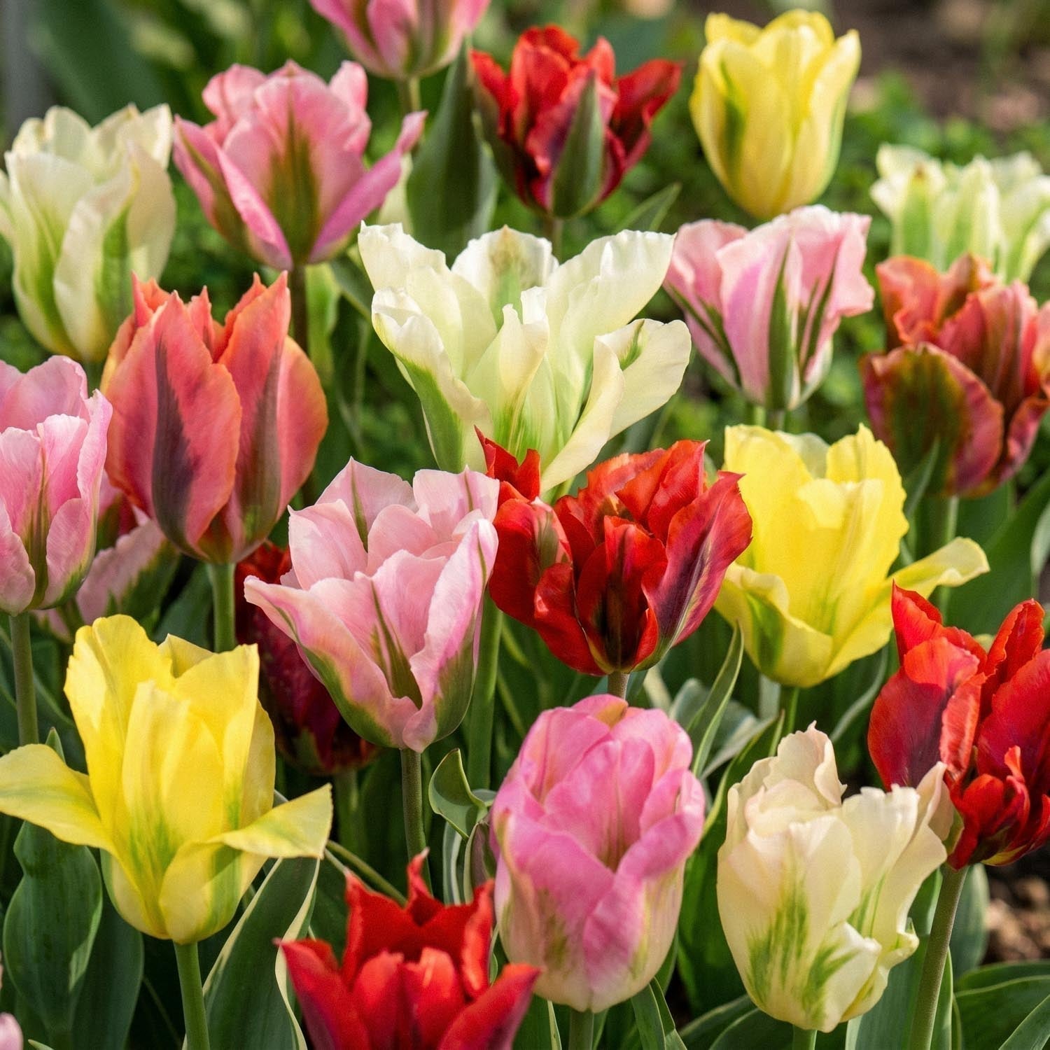 Mieszanka tulipanów 'Viridiflora Mixed'