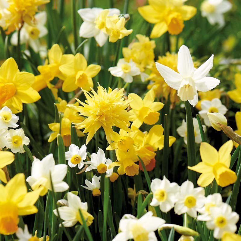 Mieszanka żonkili 'Botanisk Mix'