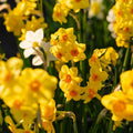 Mieszanka żonkili 'Multiflora Mix'