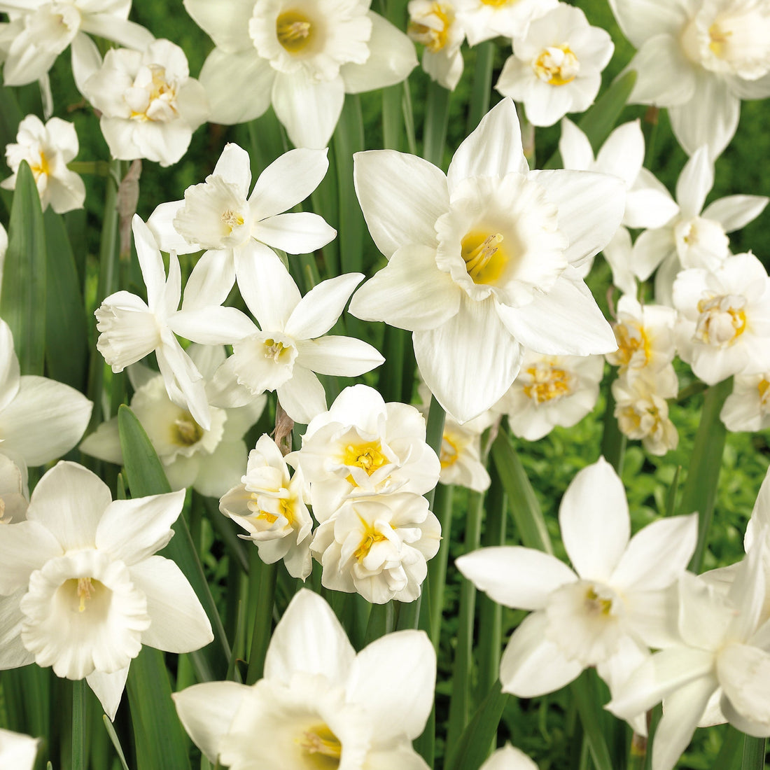 Mieszanka żonkili 'White Mixed'