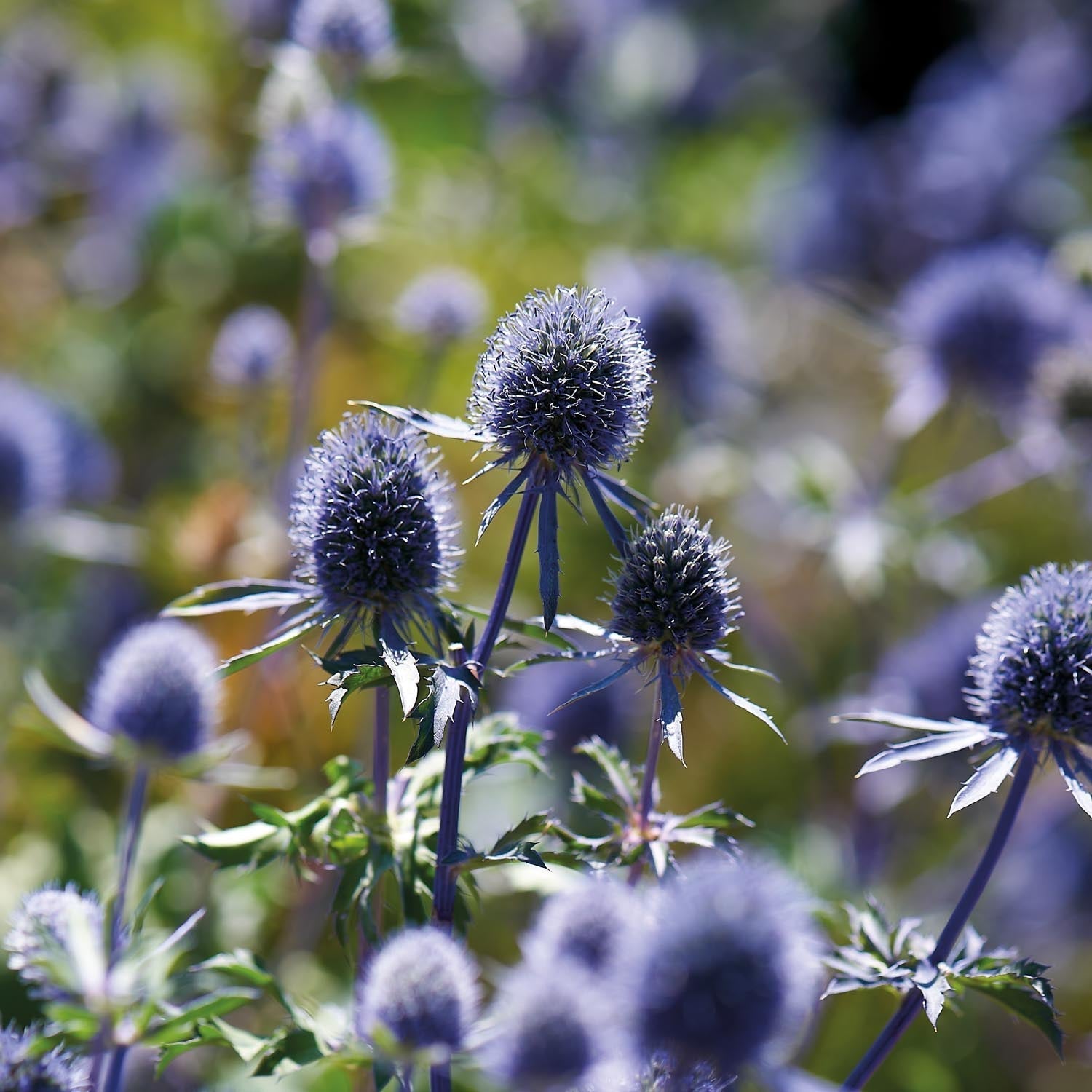 Mikołajek, Eryngium 'Planum'