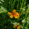 Nasiona aksamitki 'French Marigold' - 75 nasion ekologicznych