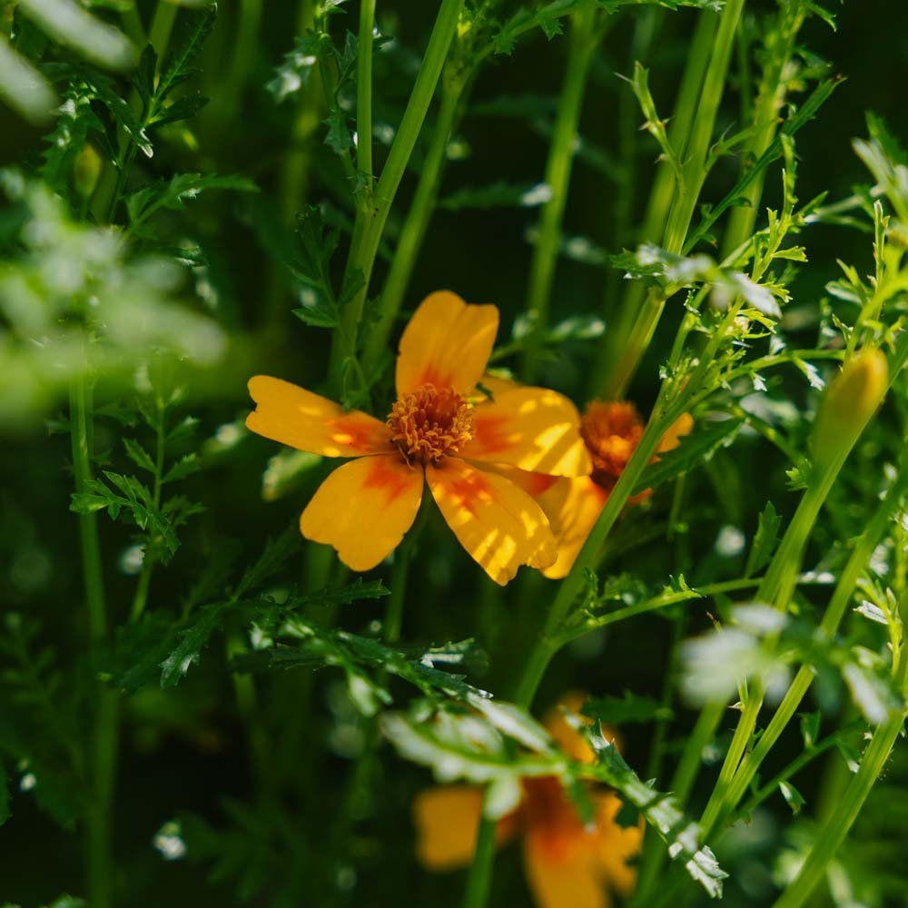 Nasiona aksamitki 'French Marigold' - 75 nasion ekologicznych