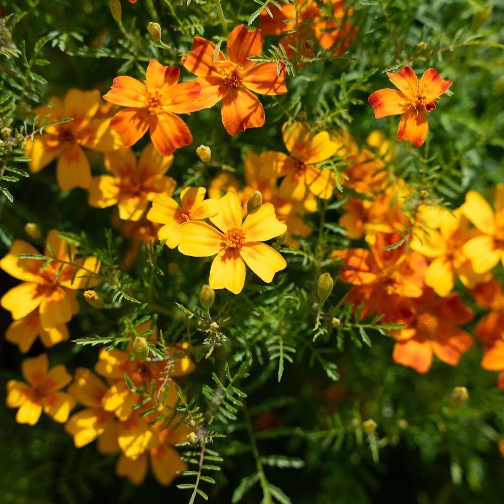Nasiona aksamitki 'French Marigold' - 75 nasion ekologicznych