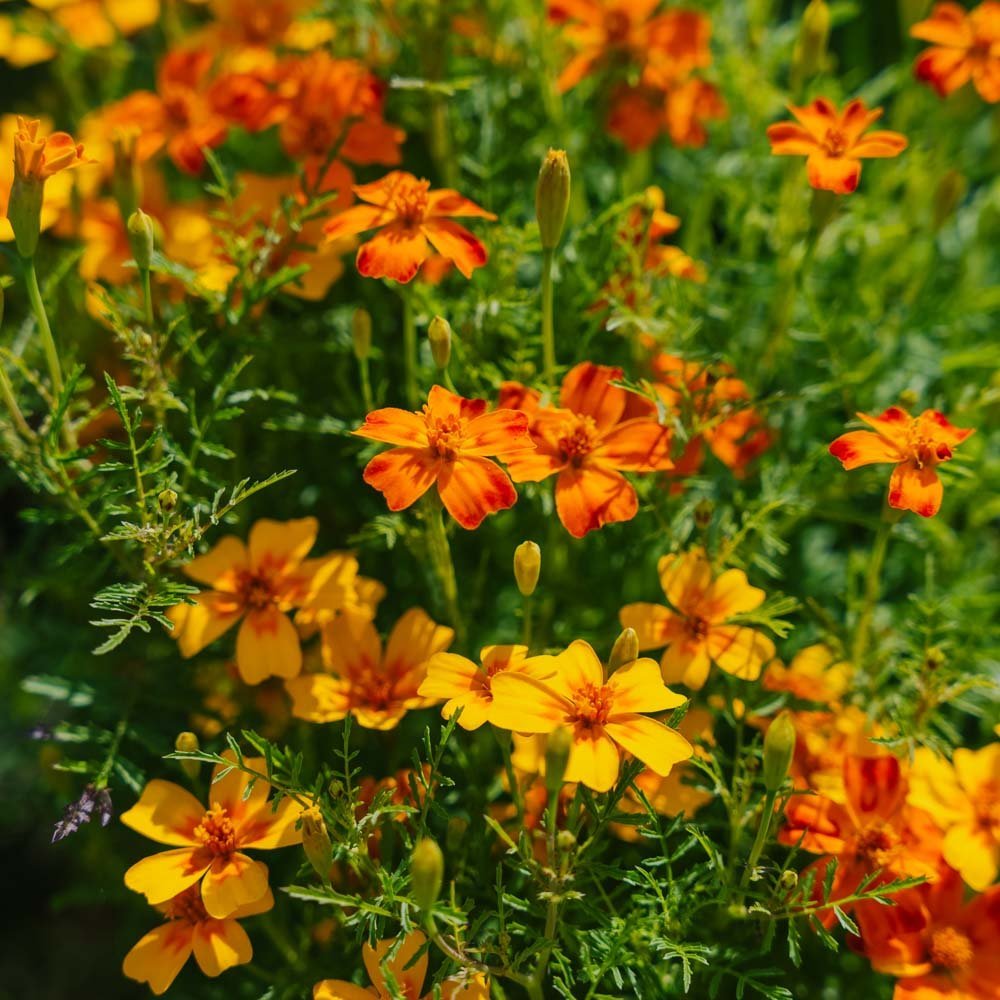 Nasiona aksamitki 'French Marigold, Mixed' - 75 nasion ekologicznych