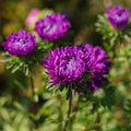 Nasiona astry chińskiej 'Dobbeltblomstret' - 125 nasion ekologicznych
