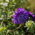 Nasiona astry chińskiej 'Dobbeltblomstret' - 125 nasion ekologicznych