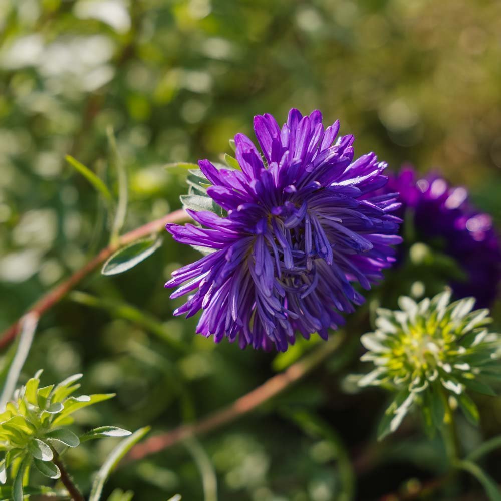 Nasiona astry chińskiej 'Dobbeltblomstret' - 125 nasion ekologicznych