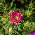 Nasiona astry chińskiej 'Dobbeltblomstret' - 125 nasion ekologicznych