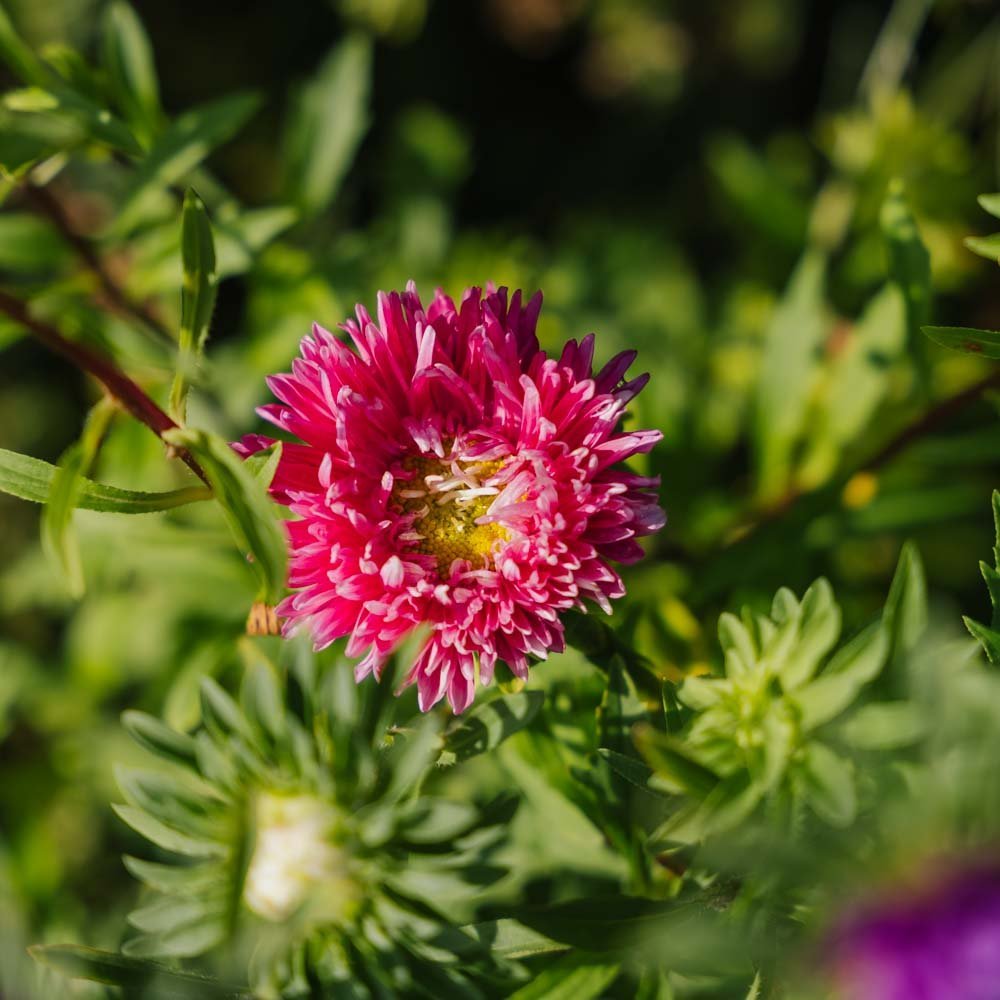 Nasiona astry chińskiej 'Dobbeltblomstret' - 125 nasion ekologicznych