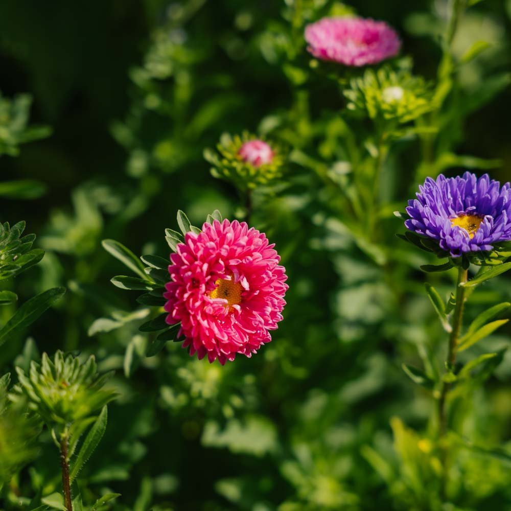 Nasiona astry chińskiej 'Matsumoto Mix' - 125 nasion ekologicznych