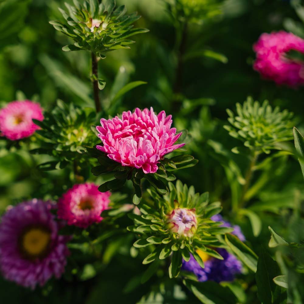 Nasiona astry chińskiej 'Matsumoto Mix' - 125 nasion ekologicznych