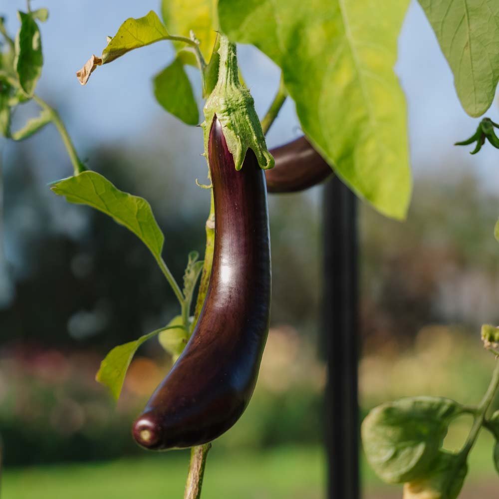 Nasiona bakłażana 'Violetta Lunga 3' - 20 ekologicznych nasion