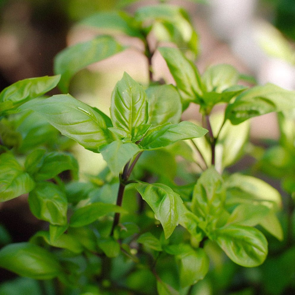 Nasiona bazylii 'Cinnamon' - 100 nasion ekologicznych