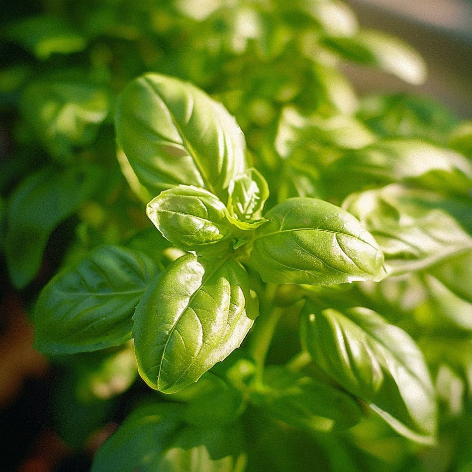 Nasiona bazylii 'Genovese' - 200 nasion ekologicznych