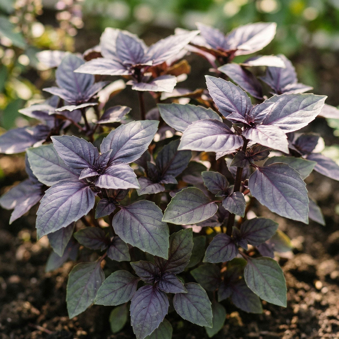 Nasiona bazylii 'Red basil' - 180 nasion ekologicznych