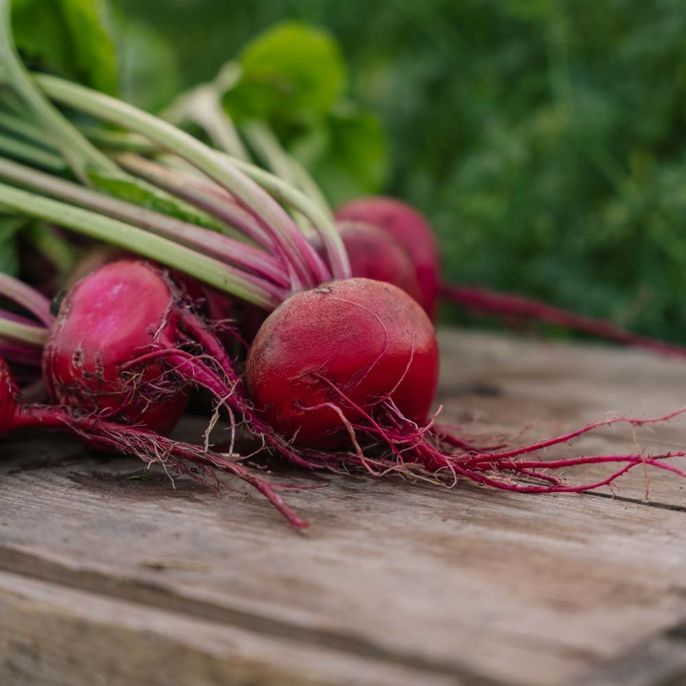 Nasiona buraka ćwikłowego 'Chioggia' - 50 ekologicznych nasion