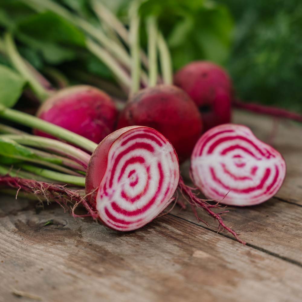 Nasiona buraka ćwikłowego 'Chioggia' - 50 ekologicznych nasion