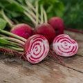 Nasiona buraka ćwikłowego 'Chioggia' - 50 ekologicznych nasion