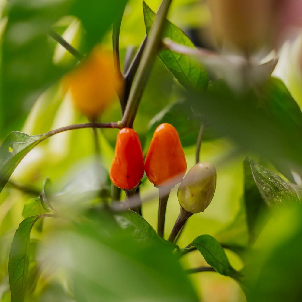 Nasiona chili 'Lila luzi' - 5 nasion ekologicznych