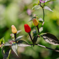Nasiona chili 'Lila luzi' - 5 nasion ekologicznych
