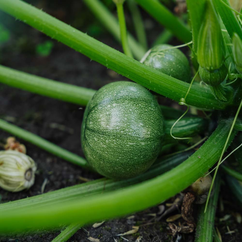 Nasiona cukinii 'Ola redonda' - 5 ekologicznych nasion