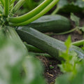 Nasiona cukinii 'Zucchini' - 6 ekologicznych nasion