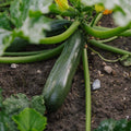 Nasiona cukinii 'Zucchini' - 6 ekologicznych nasion