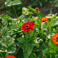 Nasiona cynii wytwornej 'Summer in Orange' - 50 nasion ekologicznych